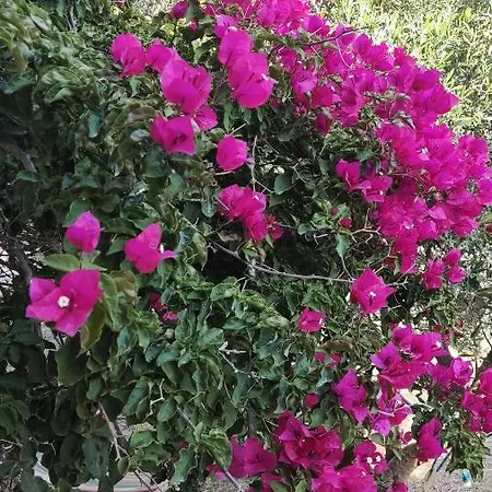 Tramonto Nel Delfini Apartamento Kini