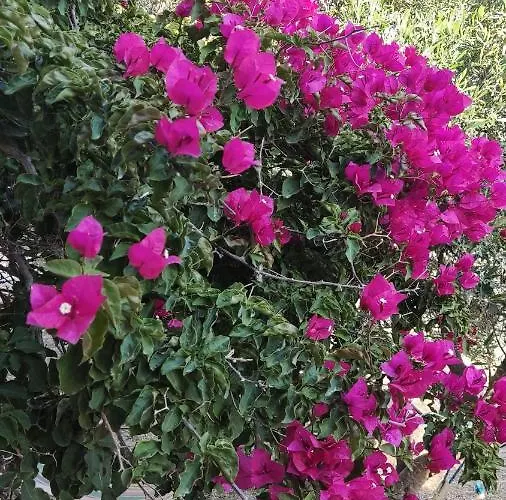 Tramonto Nel Delfini 아파트 키니언